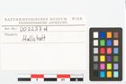 Etikett zu Schneckengehäuse (NHMW-PRAE-002237d)